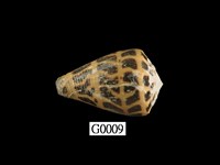 藏品(斑芋螺)的圖片